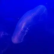 Jelly fish