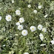 ＶＧＷの画像