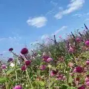 cheese＊プロフご参照お願いしますの画像