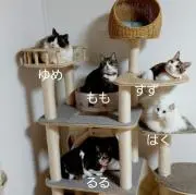 ももちゃん
