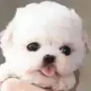 くるみ
