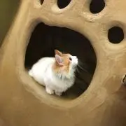 おたまご 10日まで制限の画像