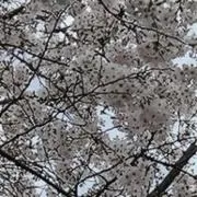 クレープ