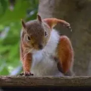 ちもの画像