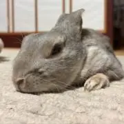 Hiiragiの画像