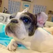 美豚ちゃんの画像