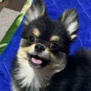 チャコールの画像