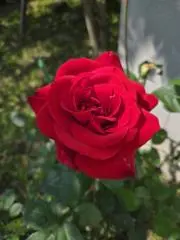 junチャンの画像