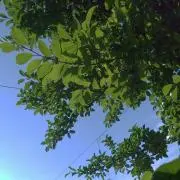 ベルぽんの画像