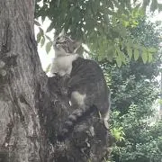 たーくの画像