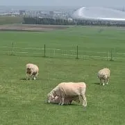 ルンの画像