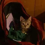 Kotariの画像