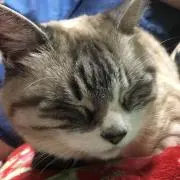 ケン