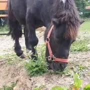 なおりんの画像