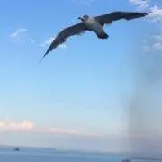 cayの画像