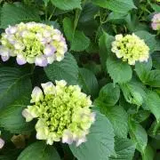 かすみ草の画像