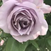 めぐみんの画像