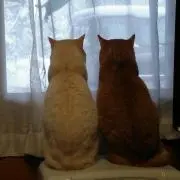 とらちゃん