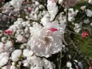 じゃすの画像