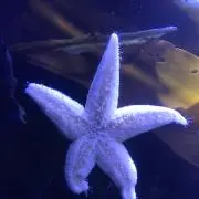 つくねの画像