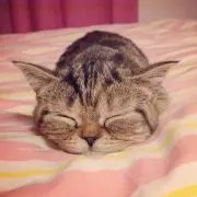 ゆき