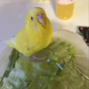 こうきいの画像