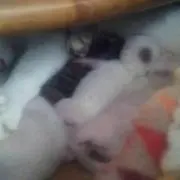 まあさこの画像