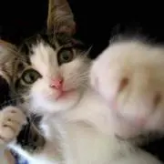 にゃん♪