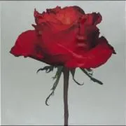 ゴボウのからあげ