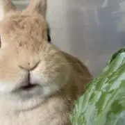 Miyukiの画像