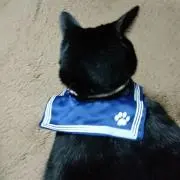 ならい