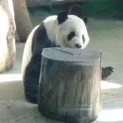 さかあの画像