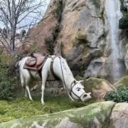 ハナの画像