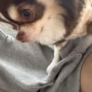 おこげの画像