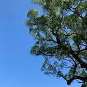sunnyの画像