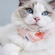 necoの画像