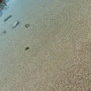たーたんの画像