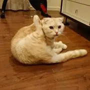 こなみるくの画像