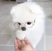 チョコの画像