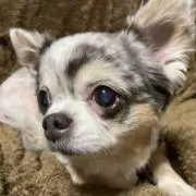 けんつ