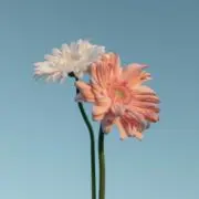 のあの画像
