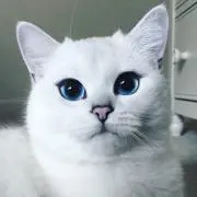 mimi