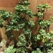 S.Tの画像