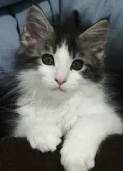 コメちゃんの画像