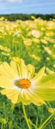 初めまして꙳★値下げ交渉OKです*^^*の画像
