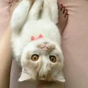 なーちゃん。の画像