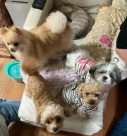 ゴンタの画像