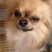 ちさと