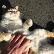 こあさんの画像