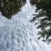 ジョー